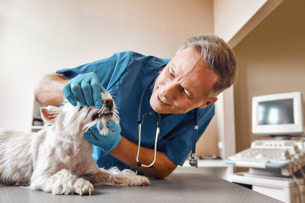 Best Emergency Wisdom Teeth Removal in Lehigh Acres, FL